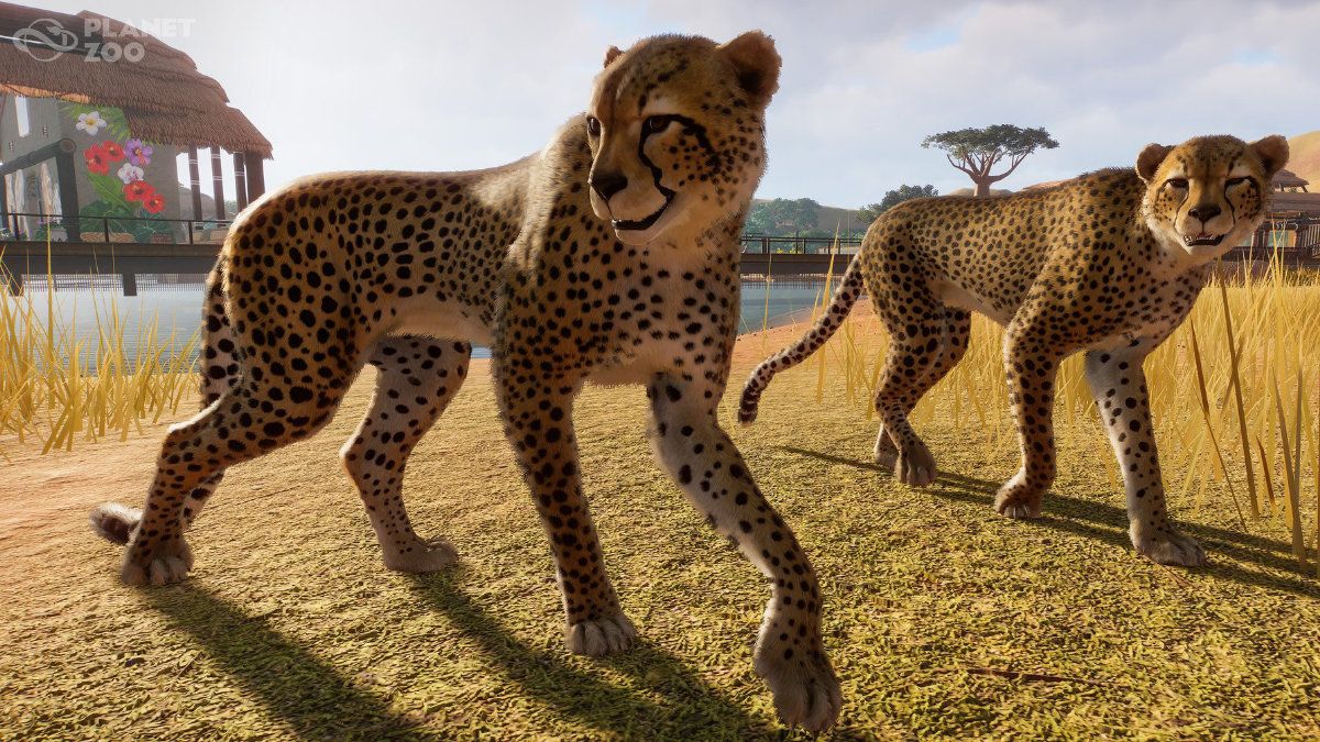 two cheetahs walking across the plains in their habitat.