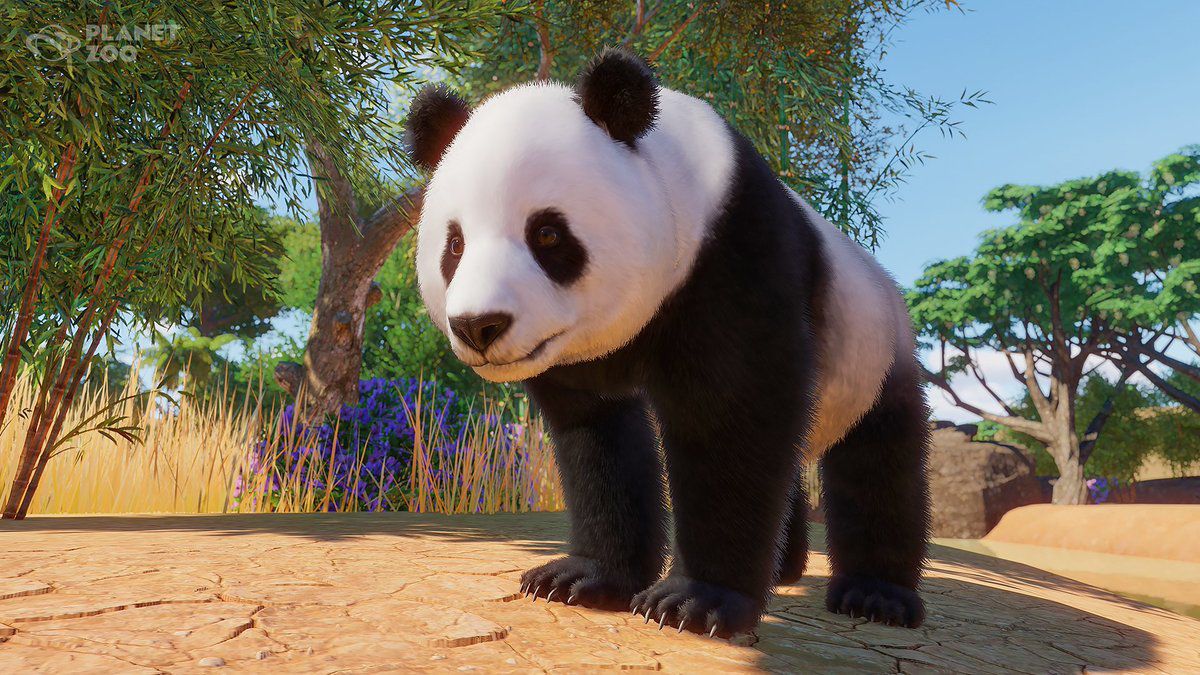 A solitary panda in its habitat.