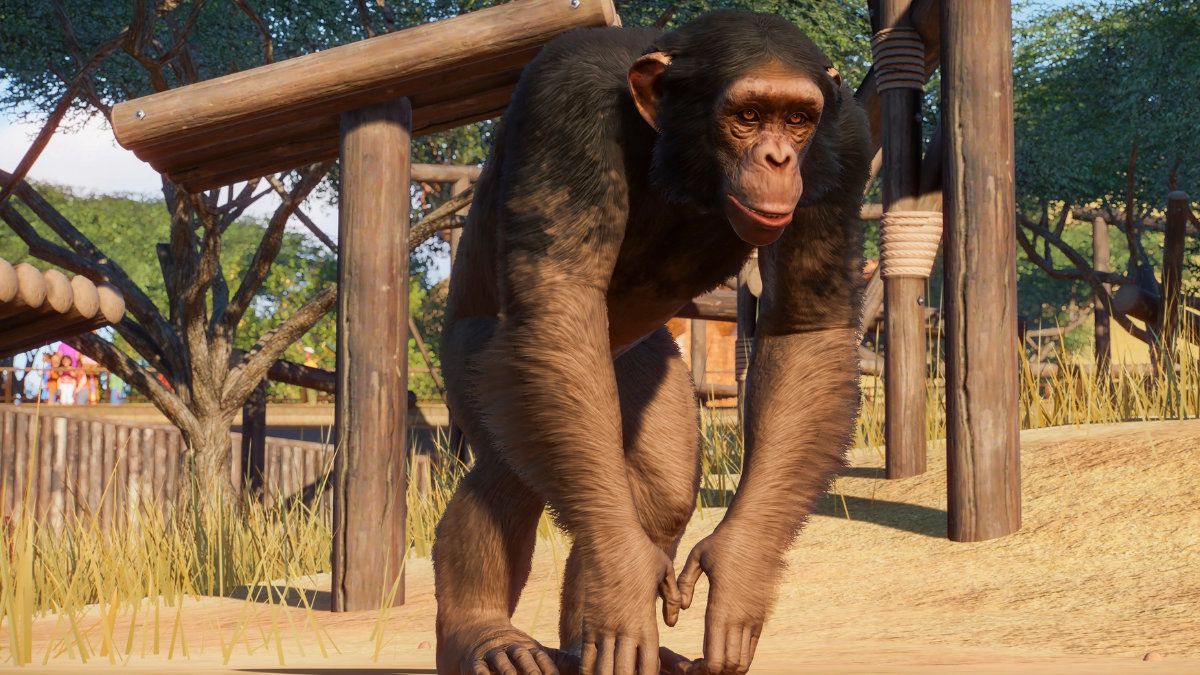 A western chimpanzee walking around its habitat.