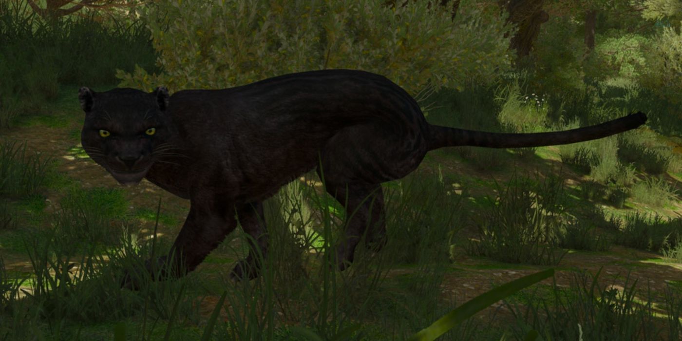 Panthers in Witcher 3