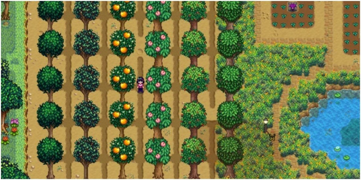 six columns of fruit trees on a farm