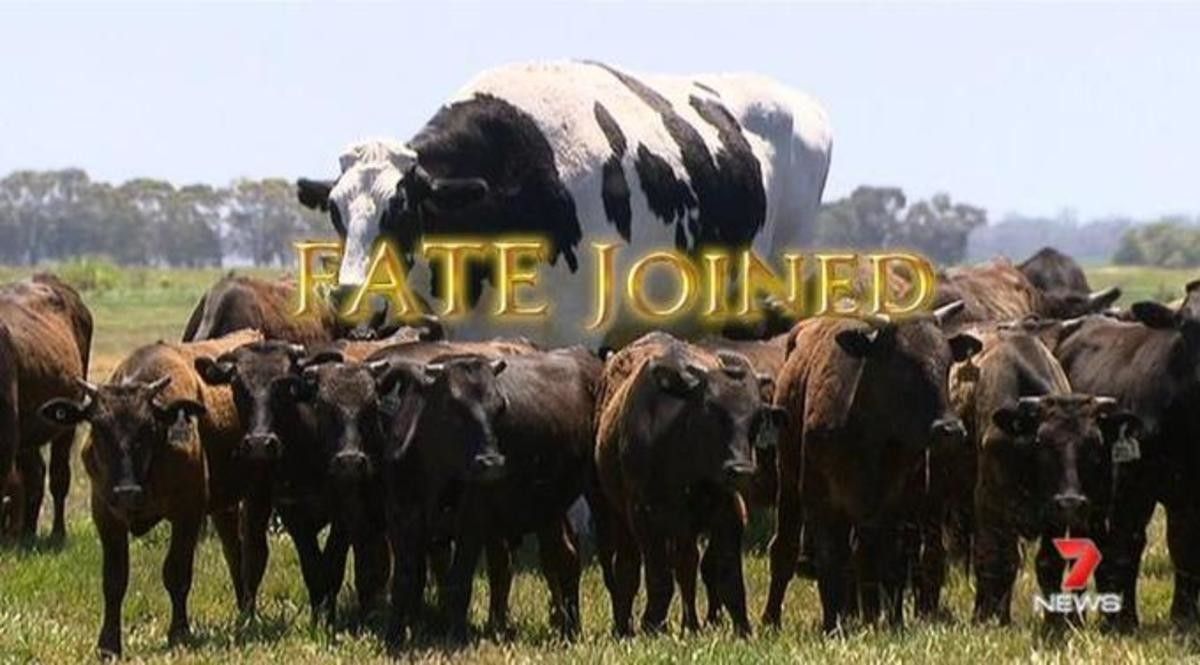 ff14 meme cow
