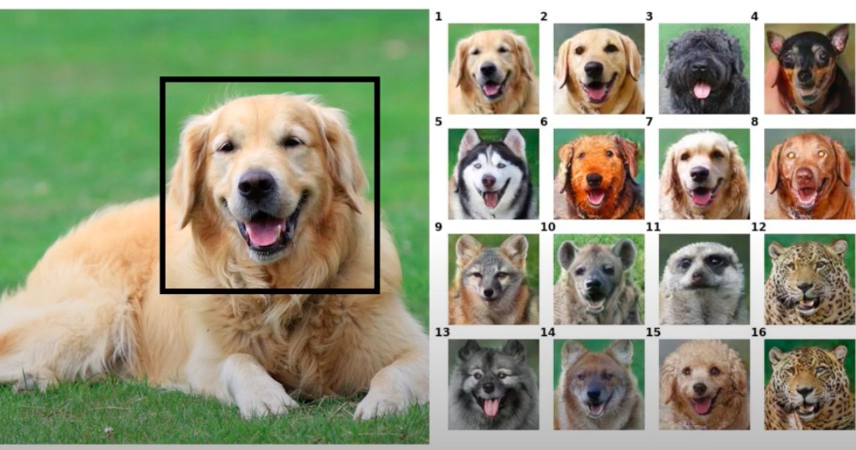 nvidia ganimal