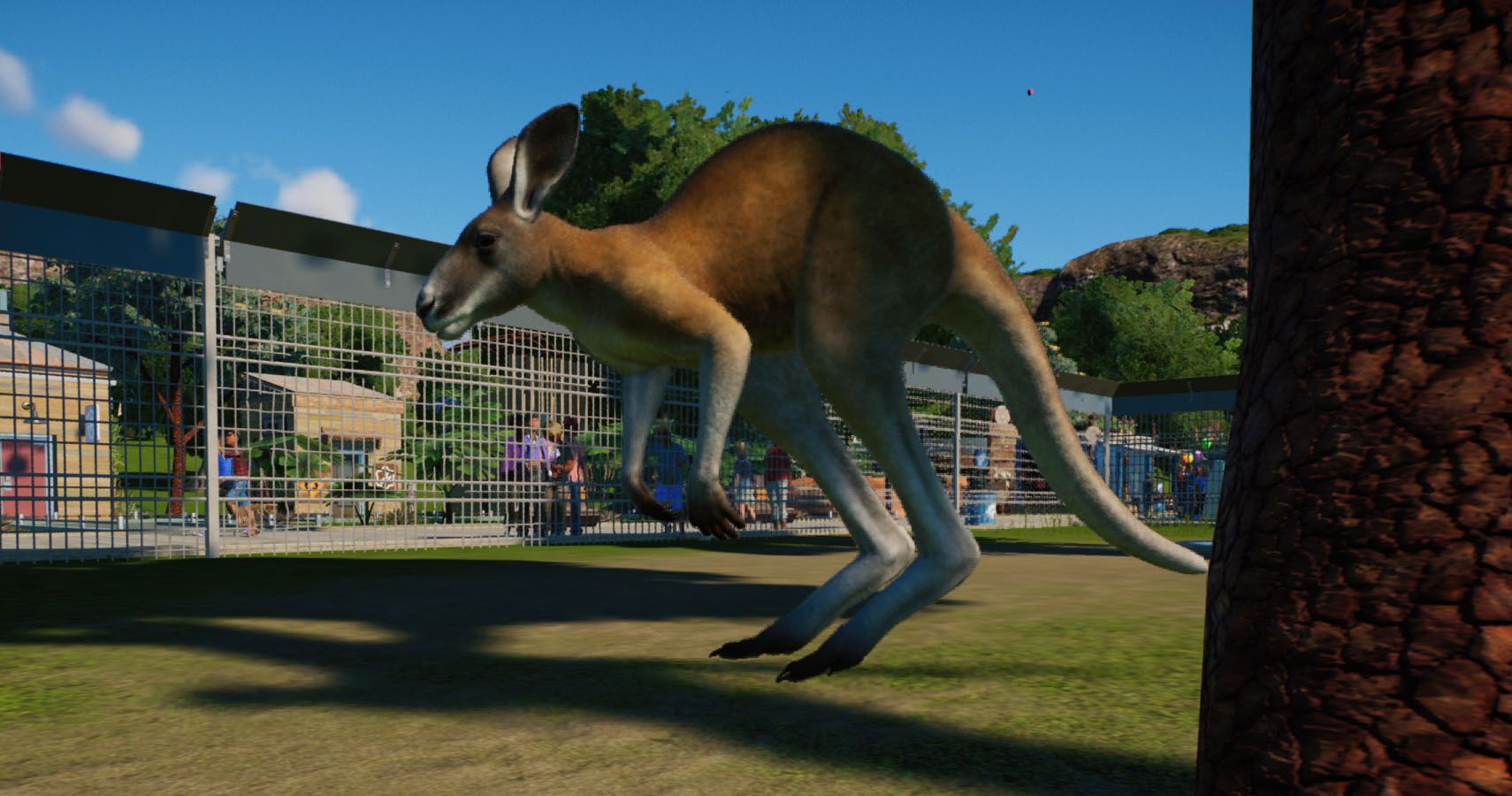 Close up of a red kangaroo jumping.