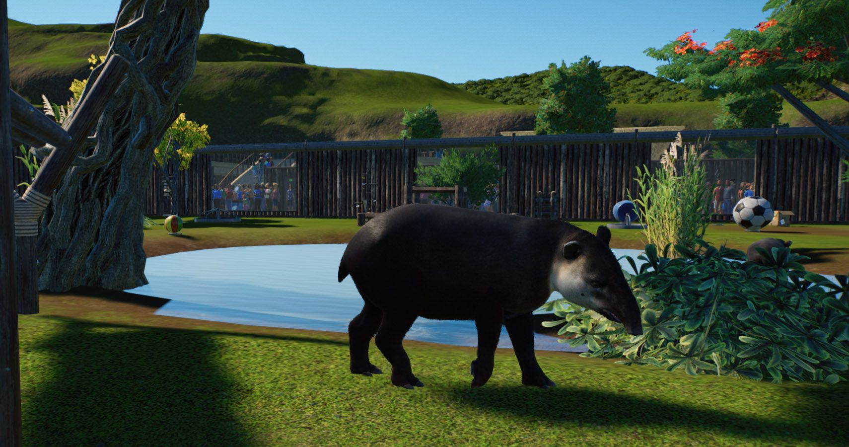 A close up of anteaters and a tapir in their shared exhibit.
