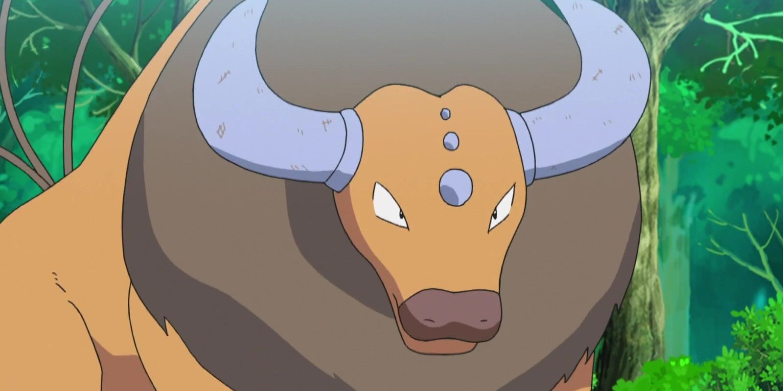 tauros close up