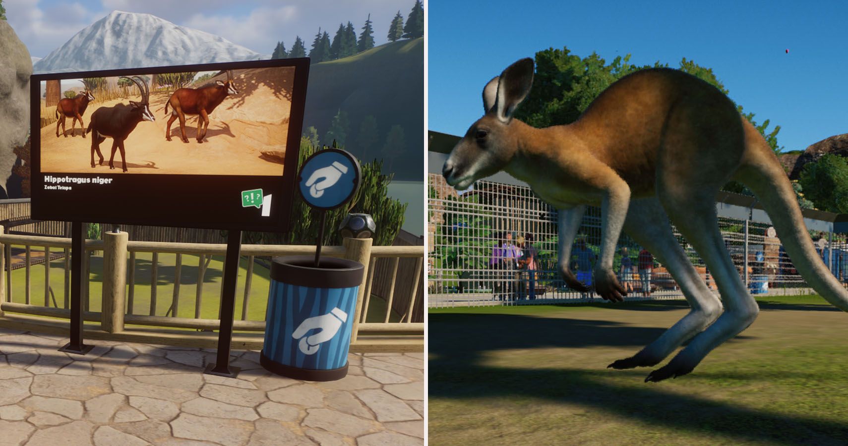 Split image. Education board and donations on the left, close up of a red kangaroo on the right.