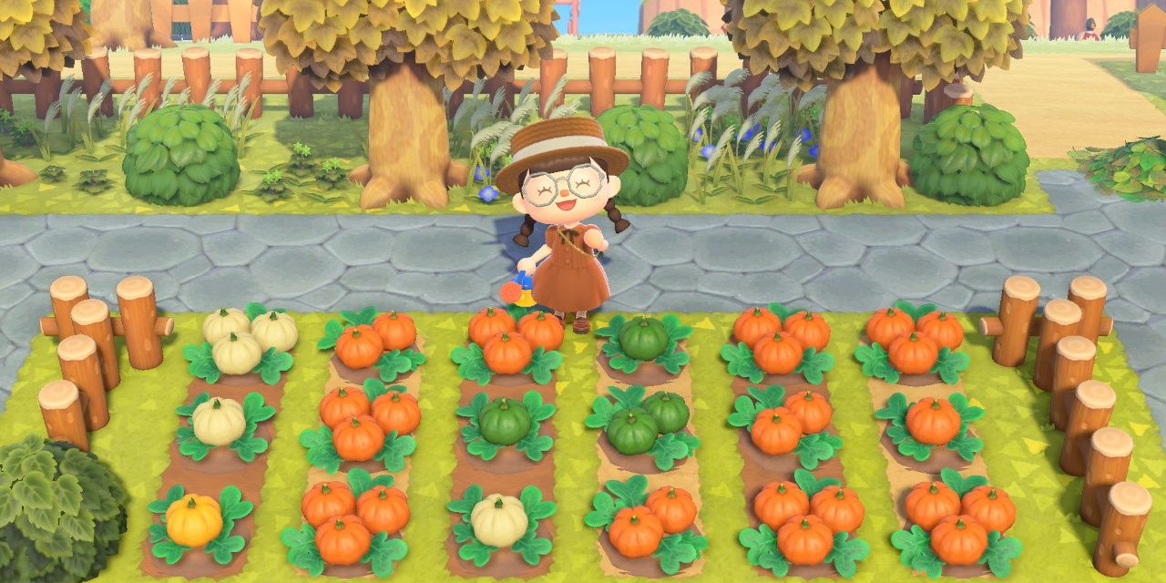 Animal Crossing pumpkins ready to be harvested