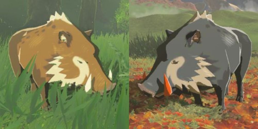 Boar and Red Tusked Boar in BOTW