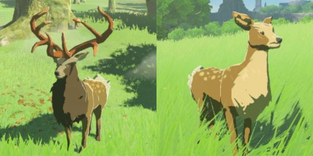 Mountain Deer in BOTW