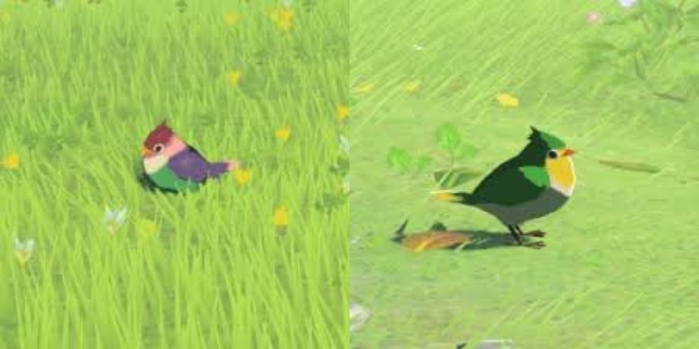 Sparrows in BOTW