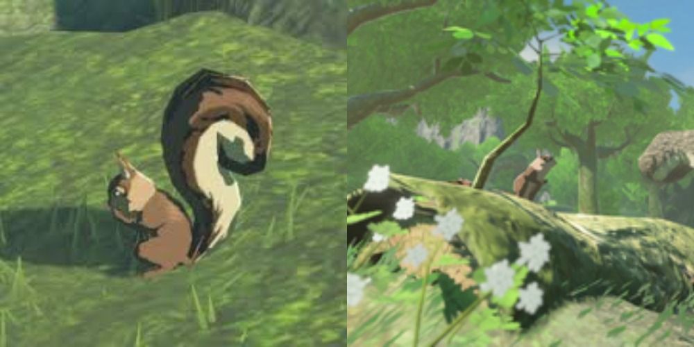Bushy Tailed Squirrels in BOTW