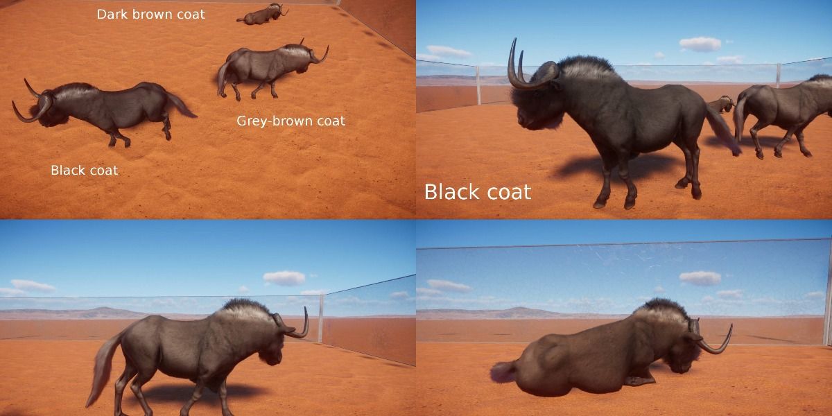 Color variation among Black Wildebeest in 'Planet Zoo'