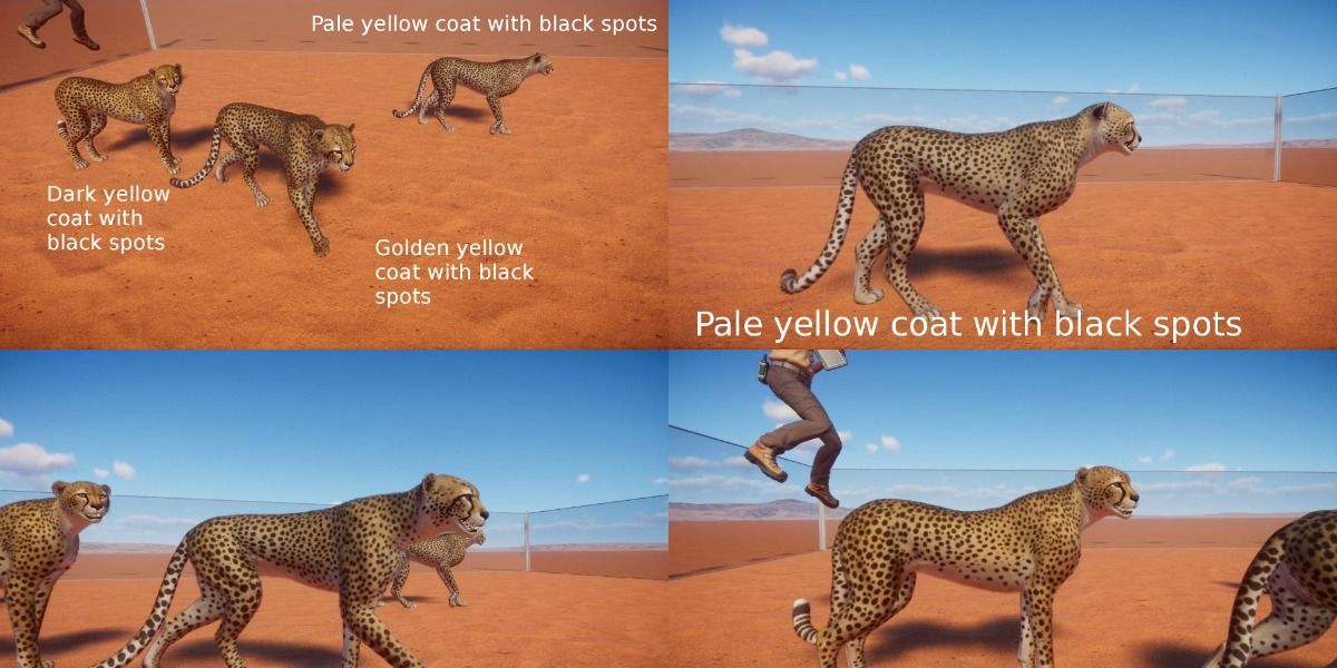 Color variation among Cheetahs in 'Planet Zoo'