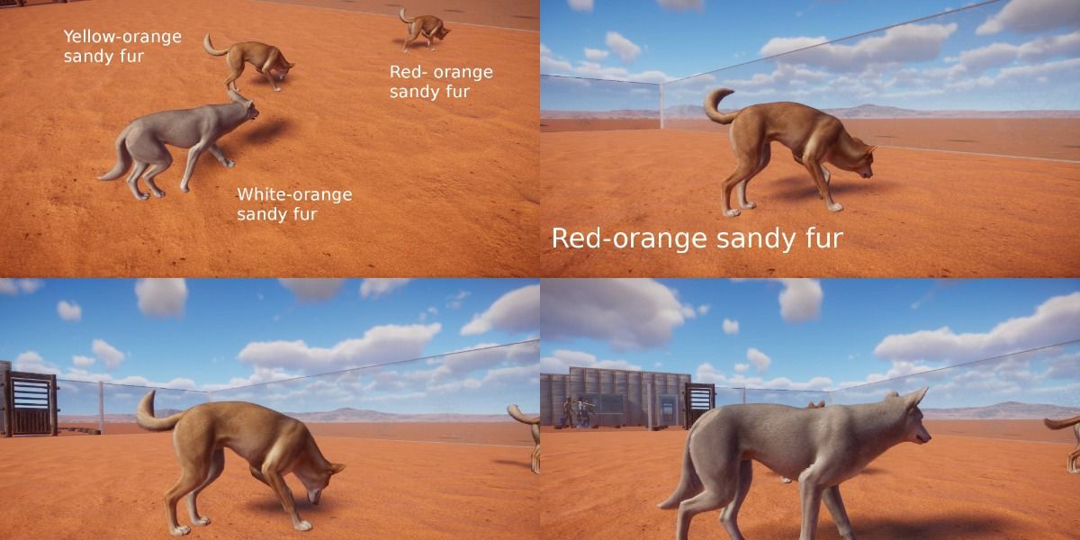 Color variation among Dingos in 'Planet Zoo'