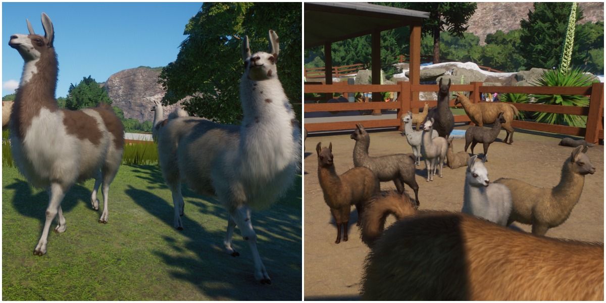 Color variation among Llamas in 'Planet Zoo'