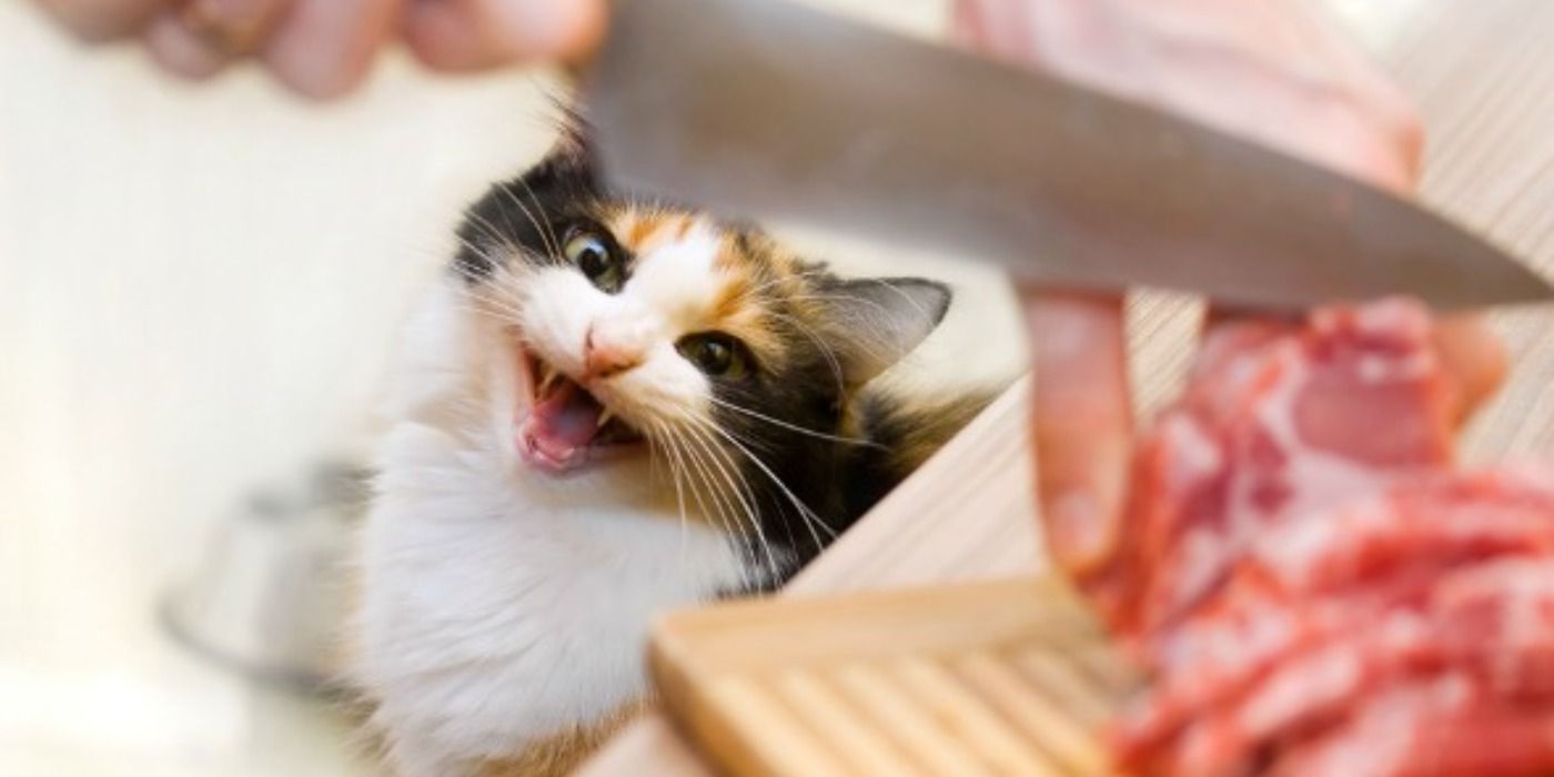 image of a person cutting meat and a cat meowing about it