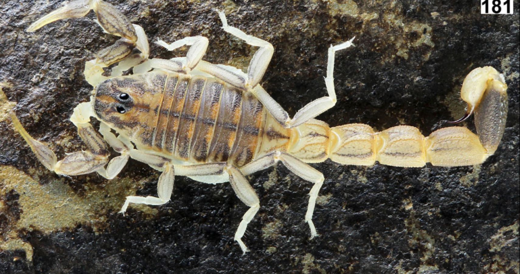 factorio scorpion