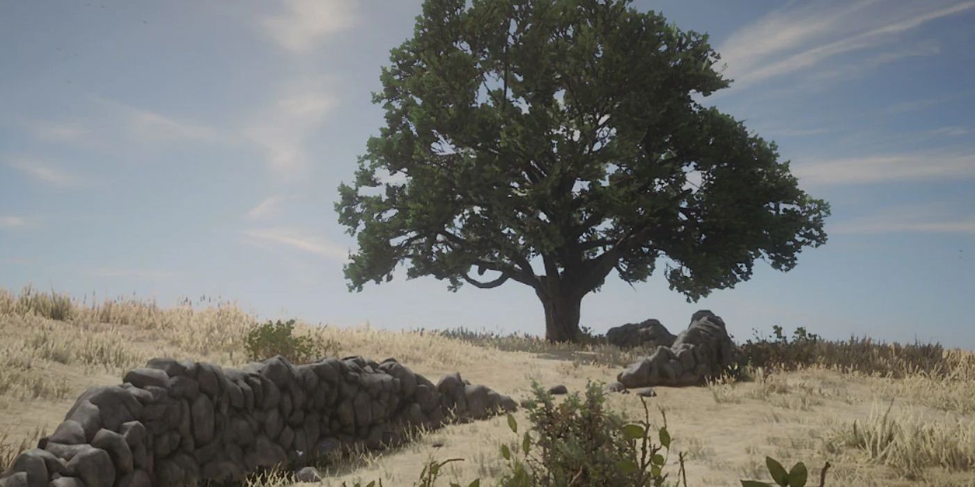 A big tree on a hill. 
