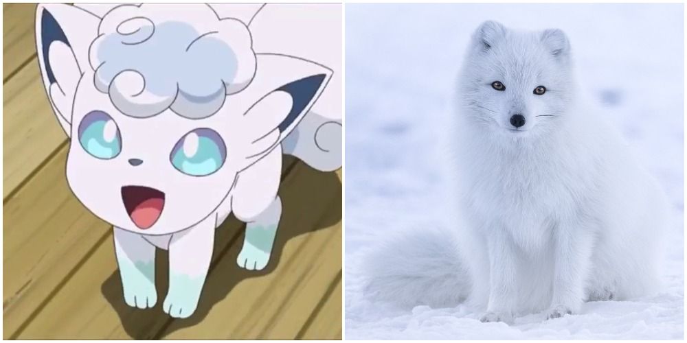Vulpix and its real-life counterpart, the Arctic Fox