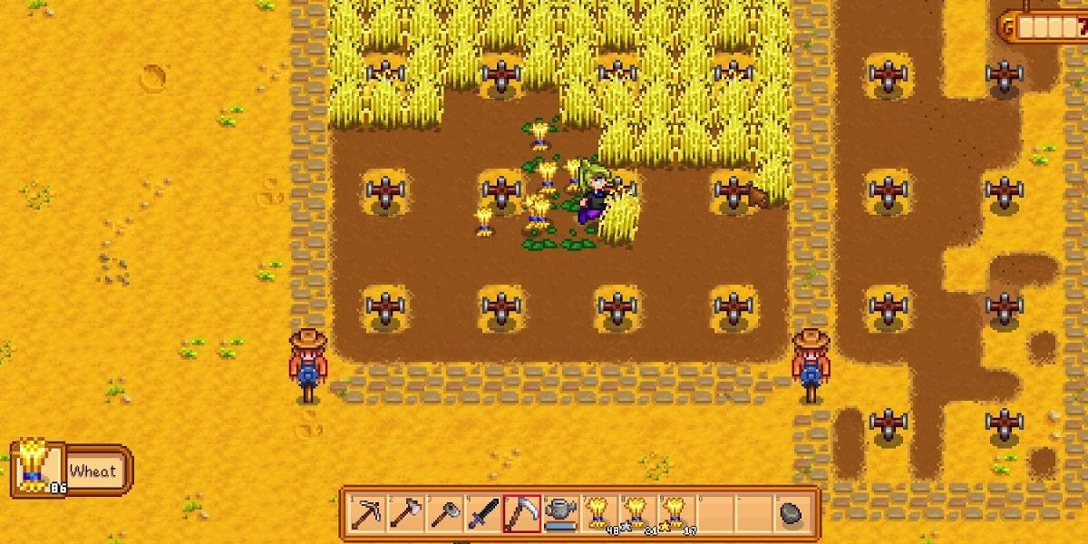 Wheat farm in Stardew Valley