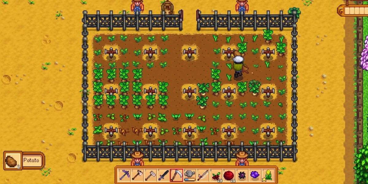 Potato farm in Stardew Valley