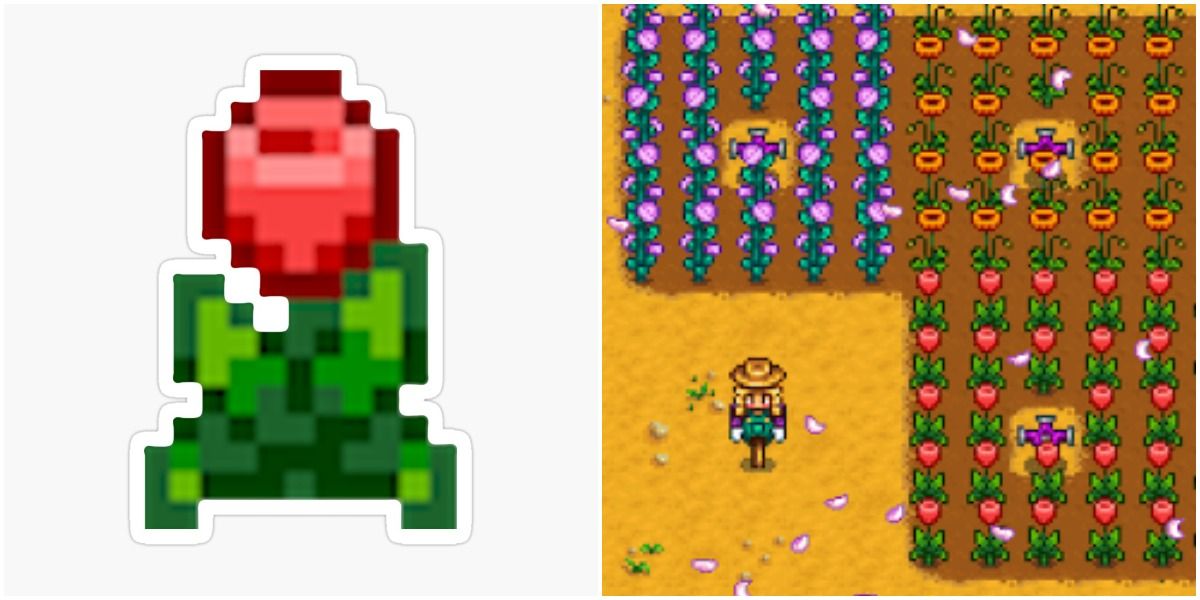 Tulip flower crop from Stardew Valley