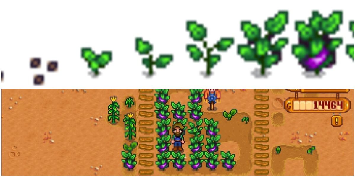 Eggplant crop grow in Stardew Valley