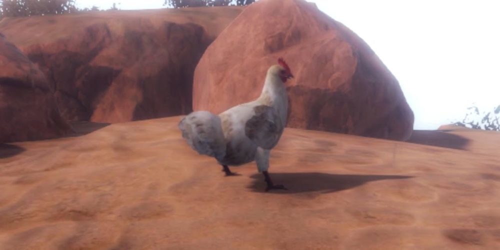A white chicken found in Rust
