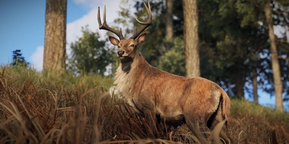 A high definition skin for the stags found in Rust