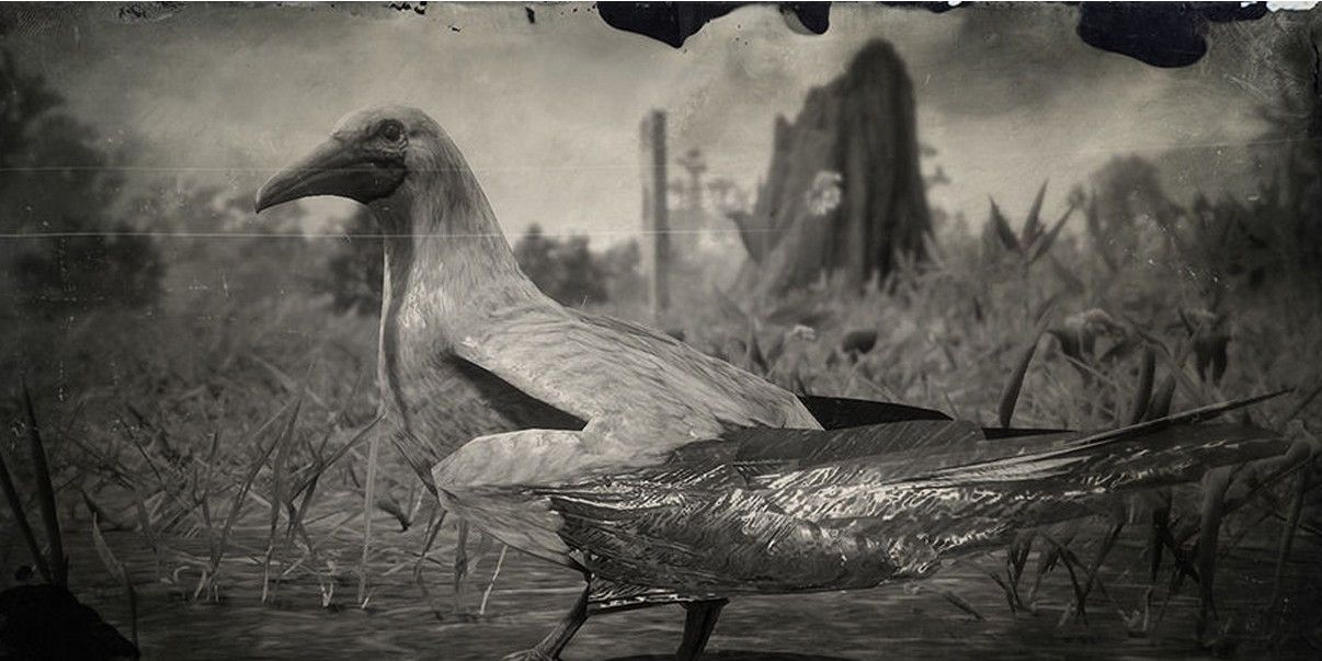 a picture of a red footed booby in red dead redemption 2