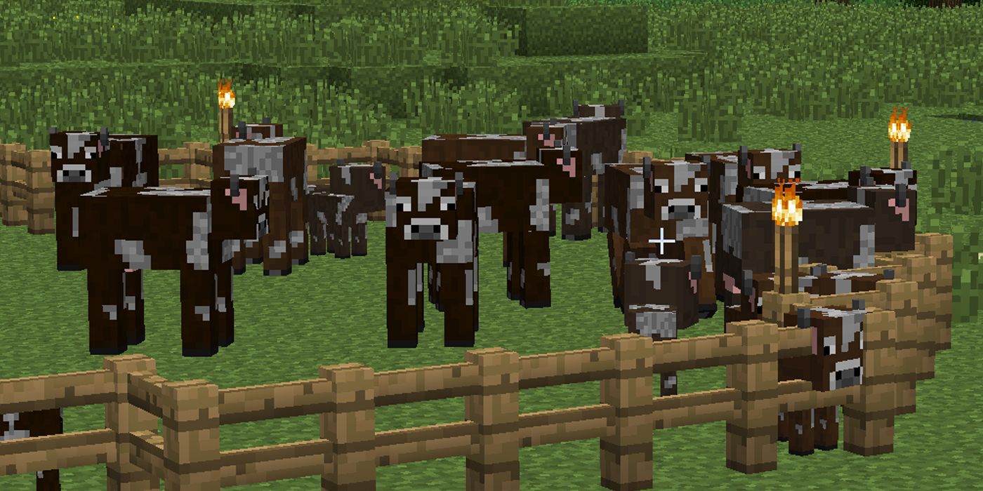 More cows in Minecraft