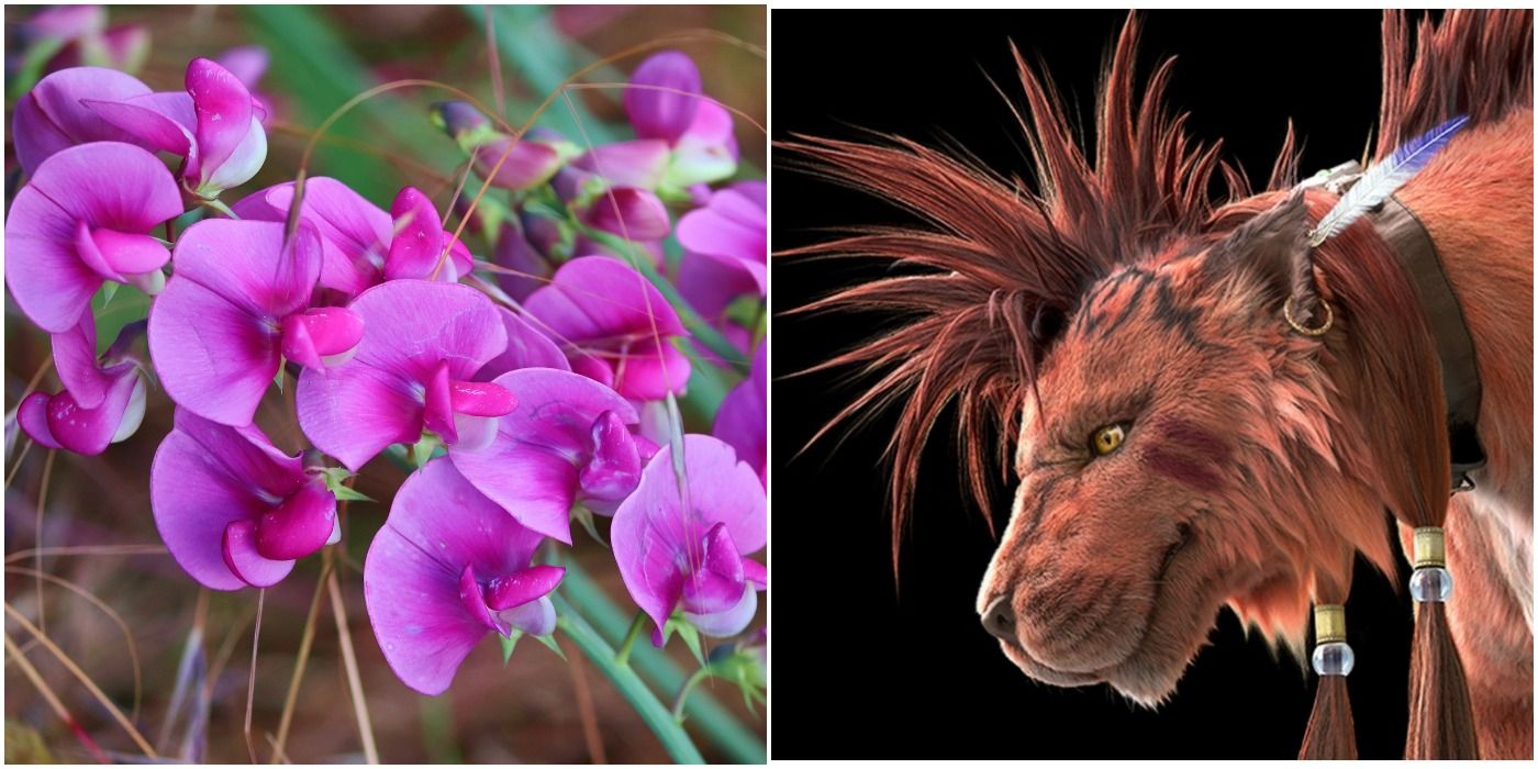 Red XIII, Nanaki, and some sweet pea flowers
