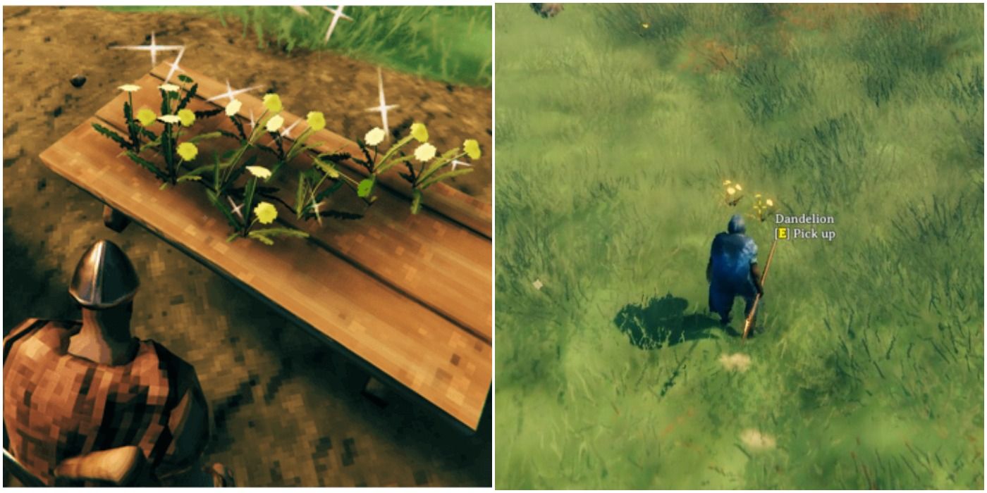 Valheim Dandelions