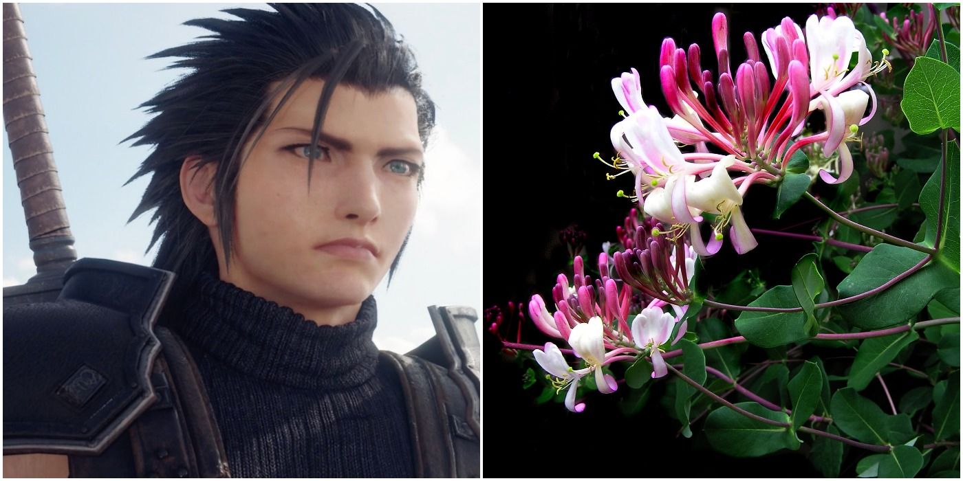 Zack Fair from Final Fantasy 7 Remake and some honeysuckle flowers