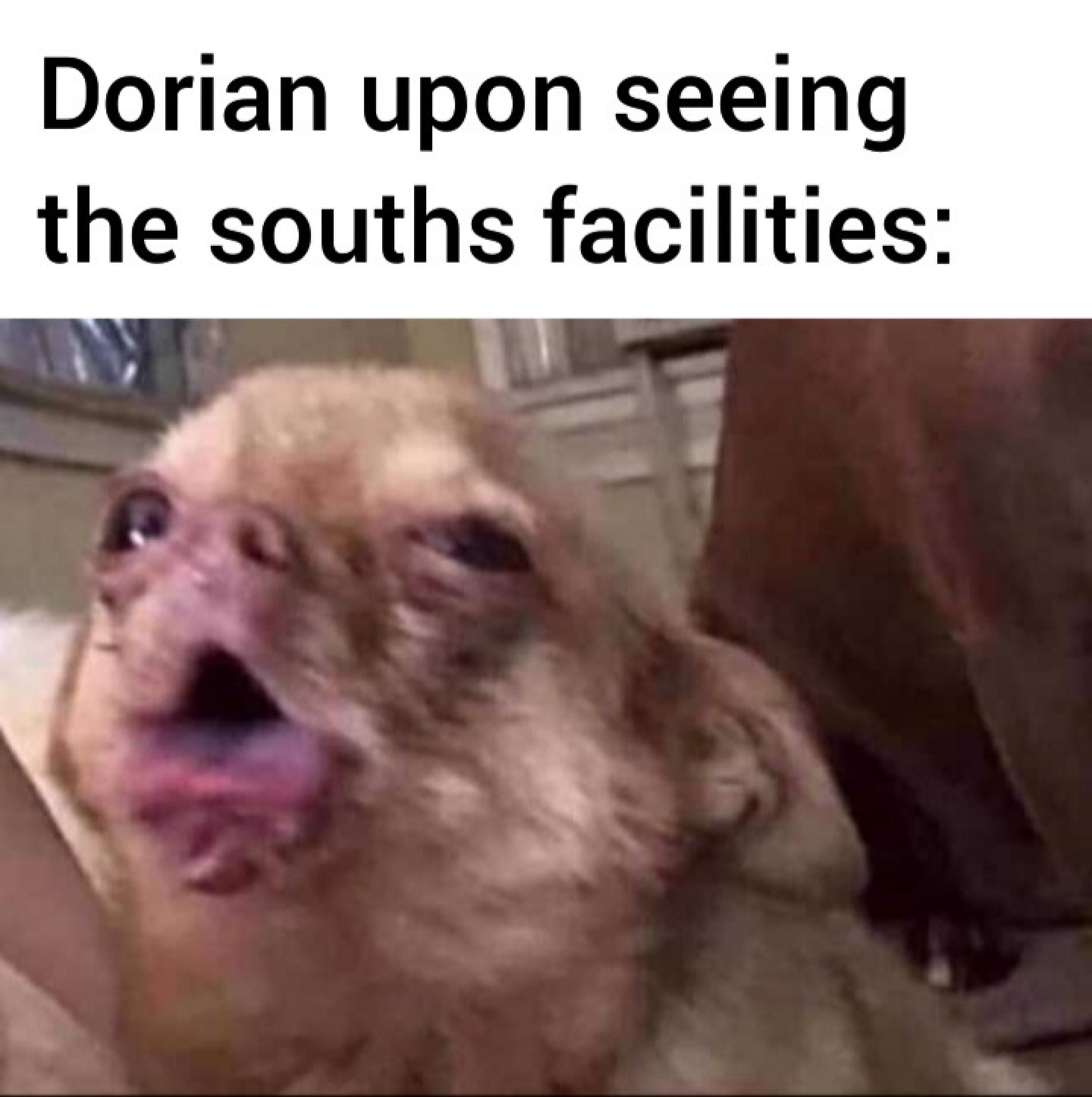 Disgusted dog meme.
