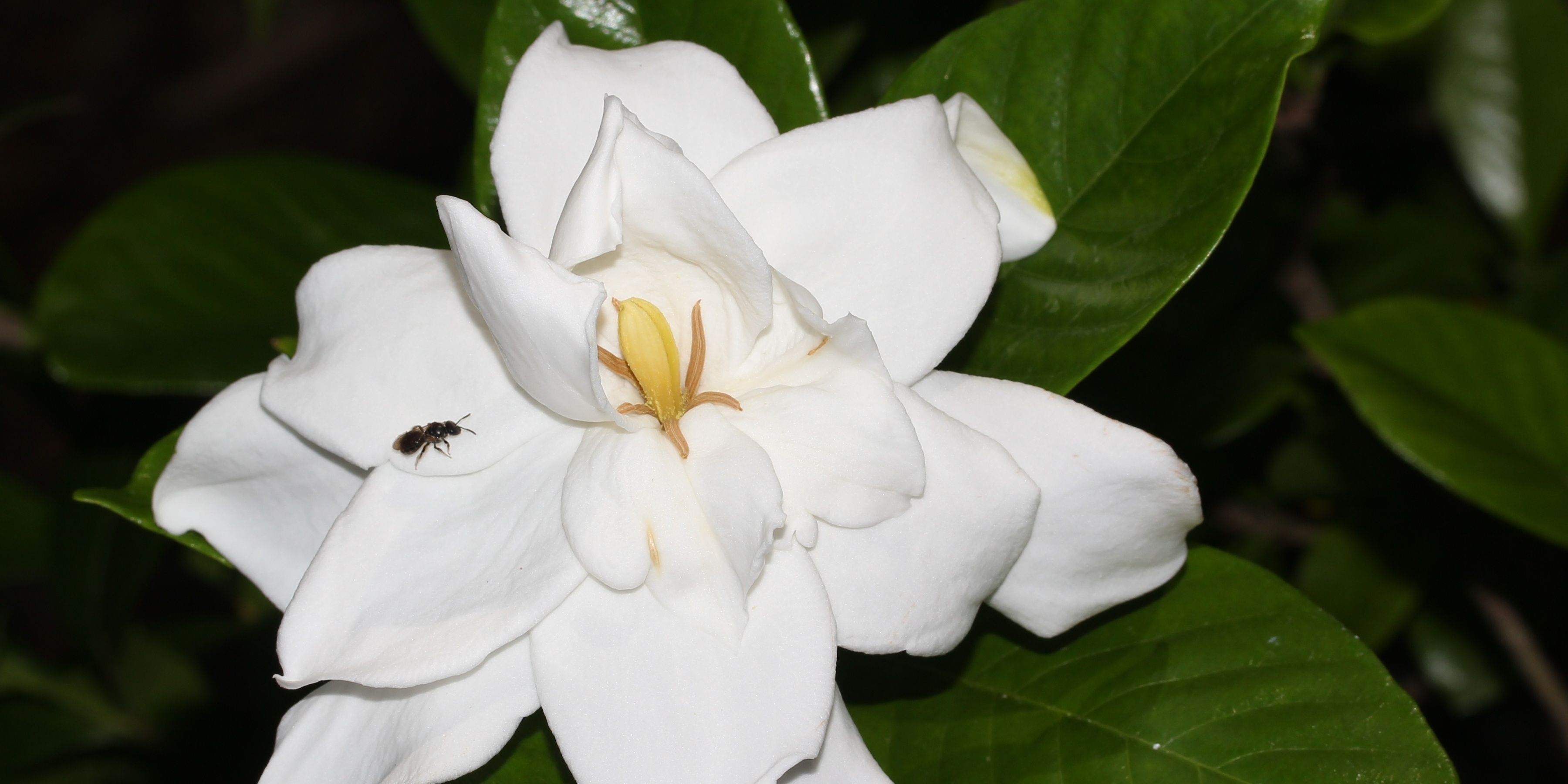 Photo of a Gardenia plant