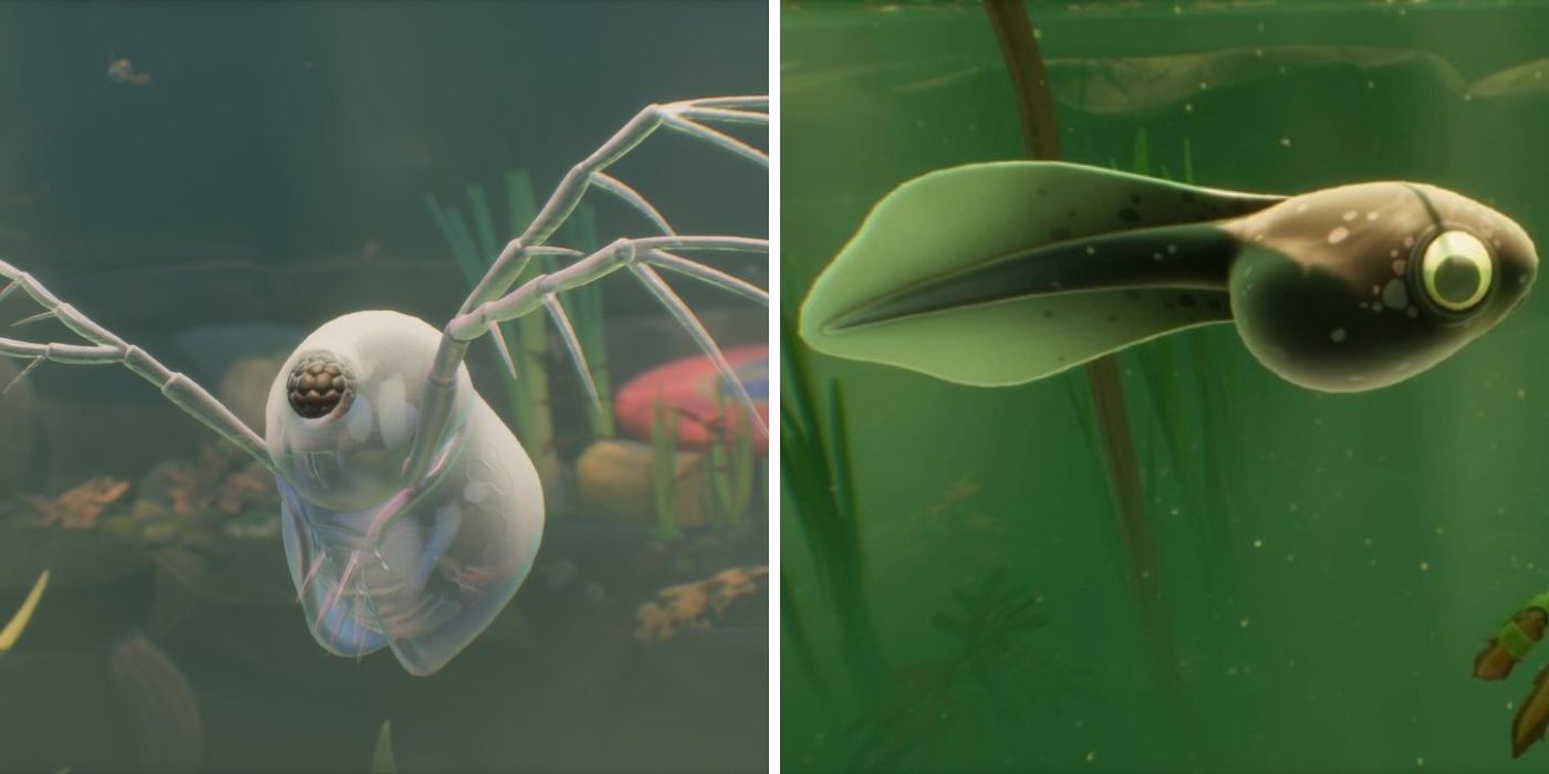 Grounded - A water flea and a tadpole