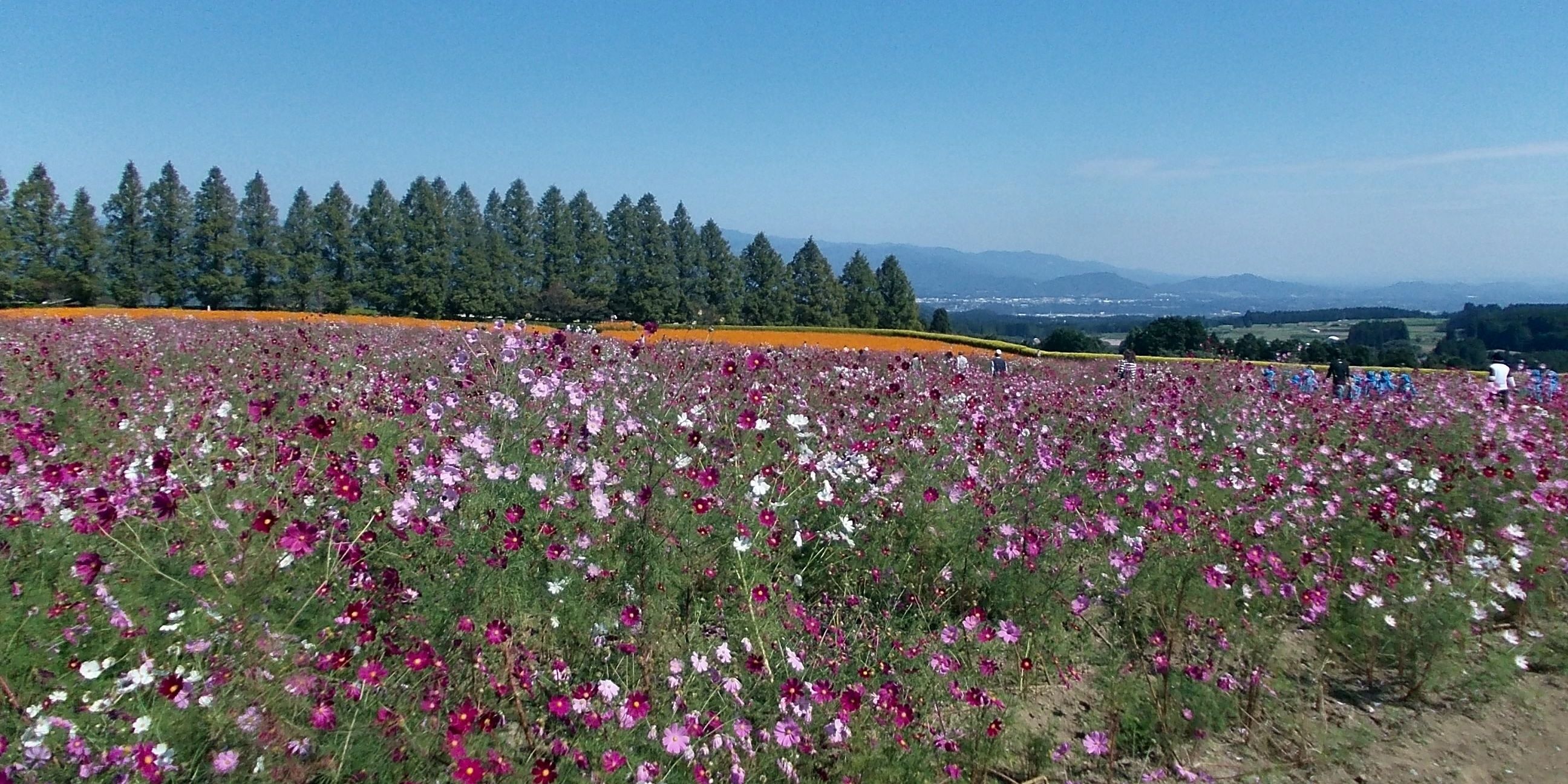 Field in Kobayashi, Japan, which Fortree City in Pokemon may be based on
