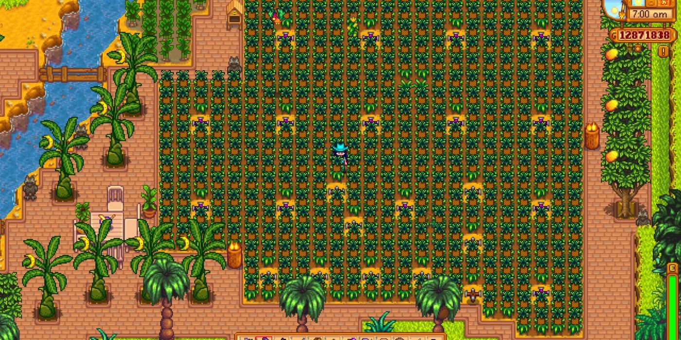 Stardew Valley pineapple farm