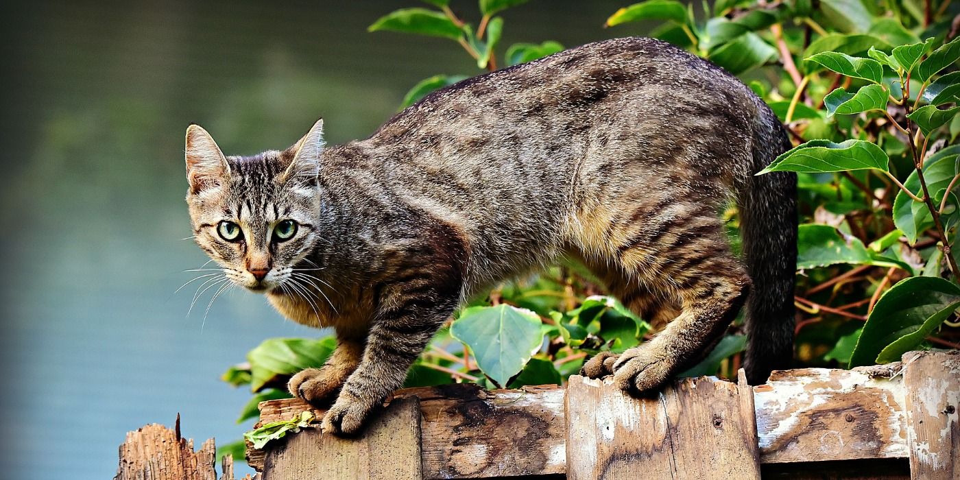 Cat Image by Mabel Amber on Pixabay