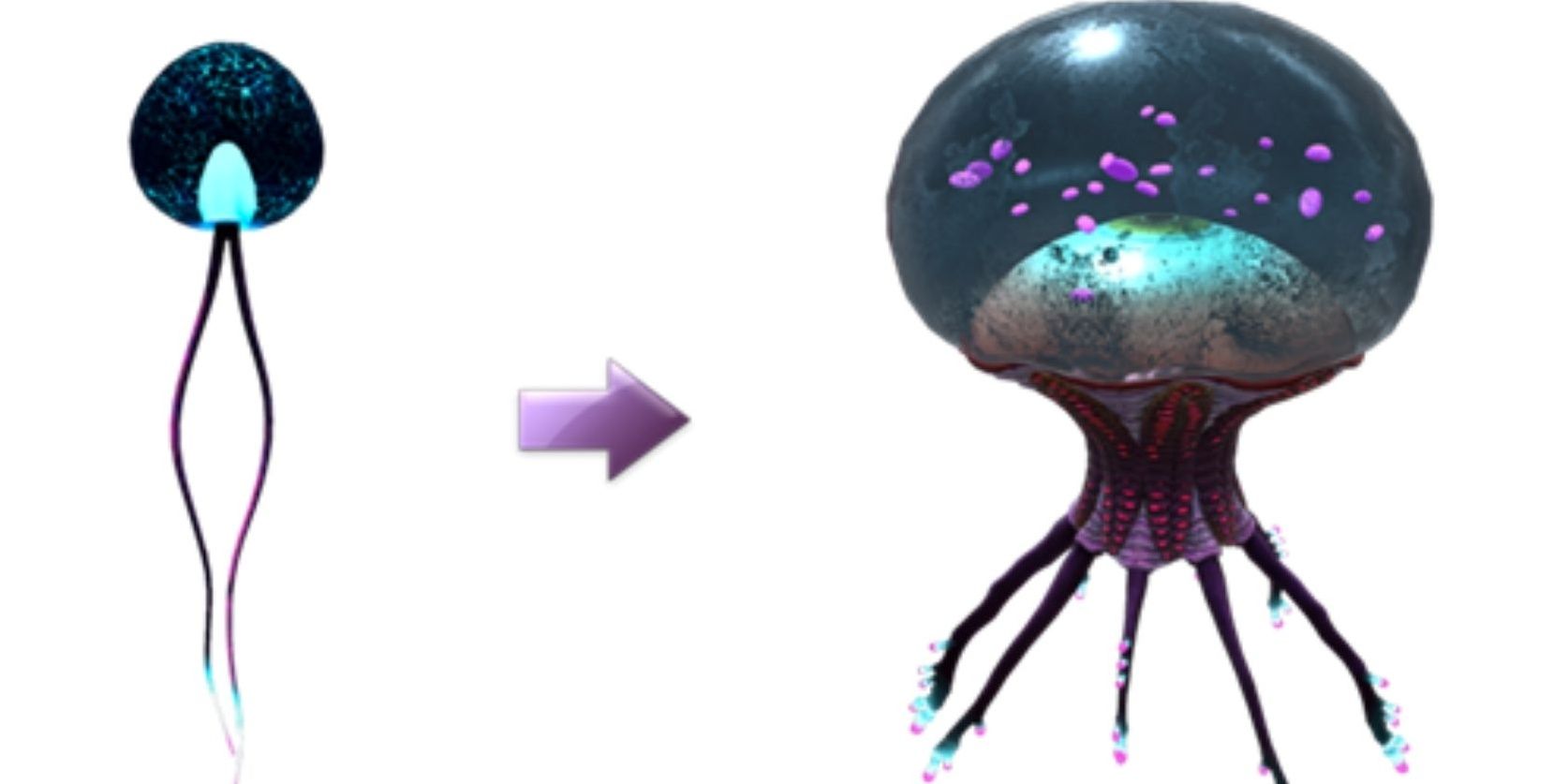 An Eye Jelly and its egg