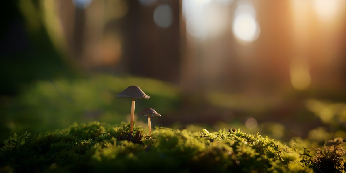 A high resolution picture of two fungi, taken by Johannes Plenio. Licensed as a free stock image on Pexels.