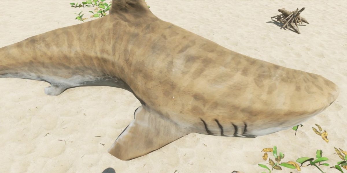 A Tiger Shark out of the water shows his distinctive coloration.