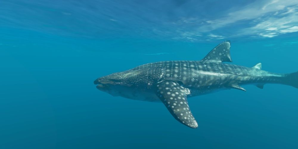 A Whale Shark underwater. It's still easy to identify thanks to his spotted body.