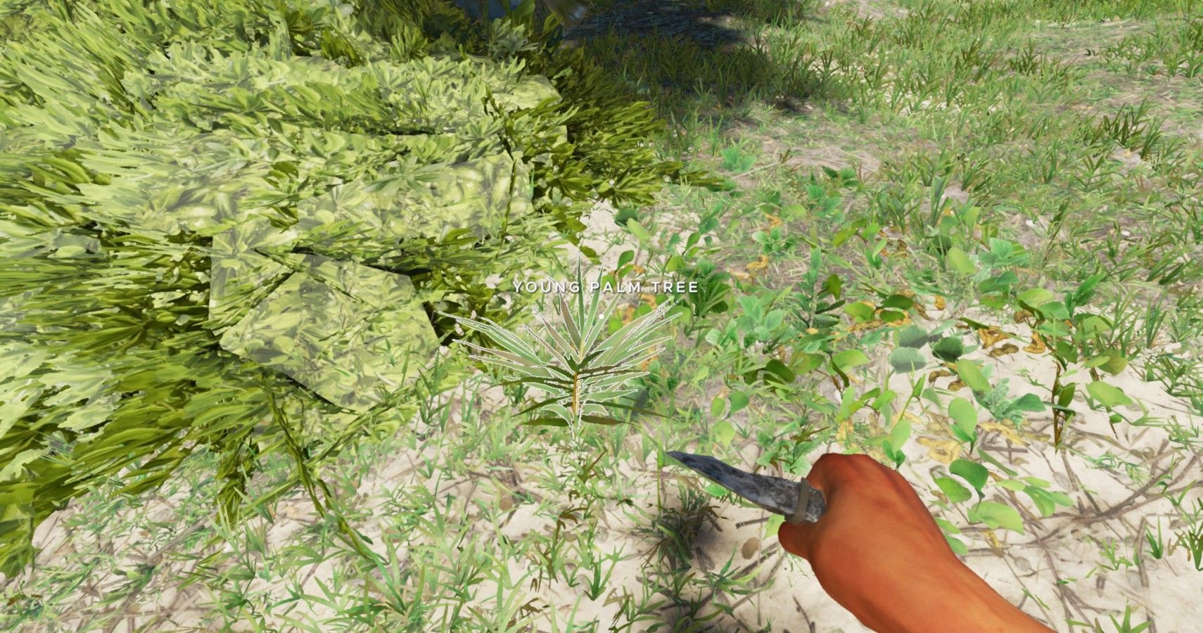 Stranded Deep Young Palm Tree