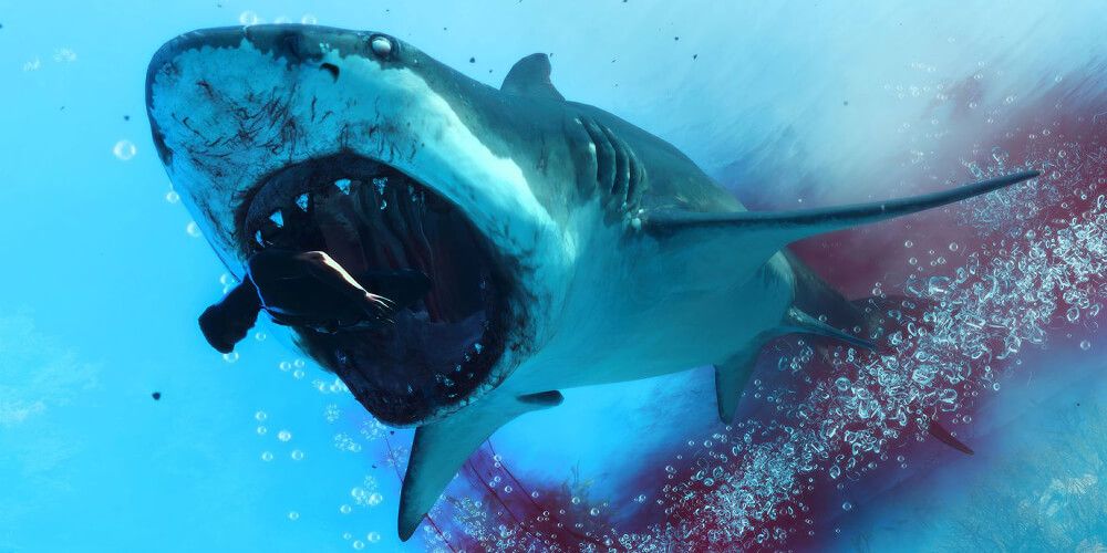 Maneater Shark Eating Meat Chunks