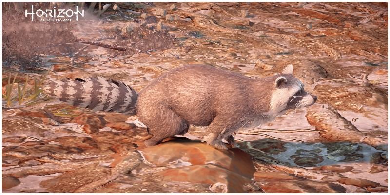 Horizon Zero Dawn Raccoon