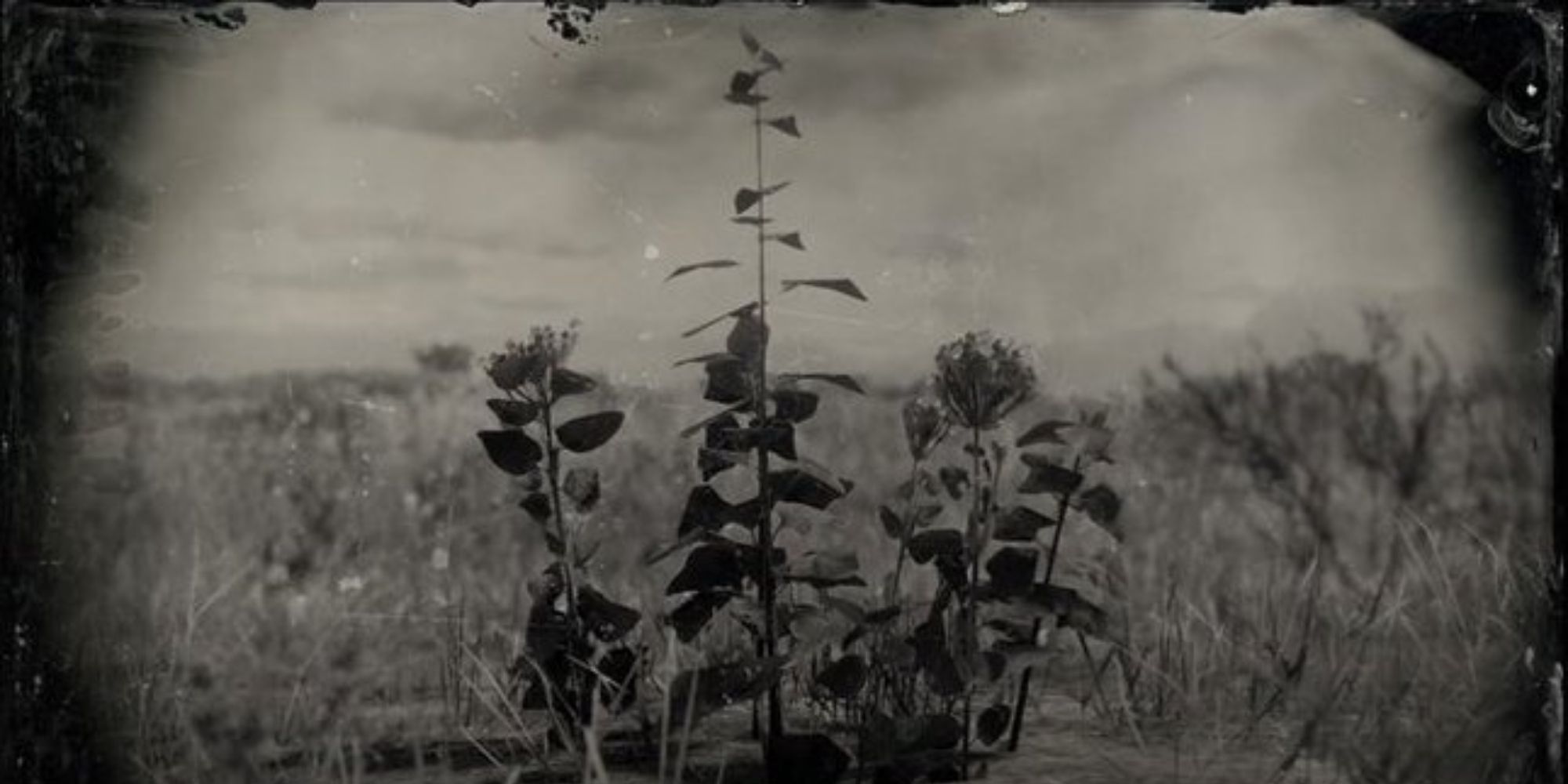 Red Dead Redemption 2 Oregano black and white loading screen