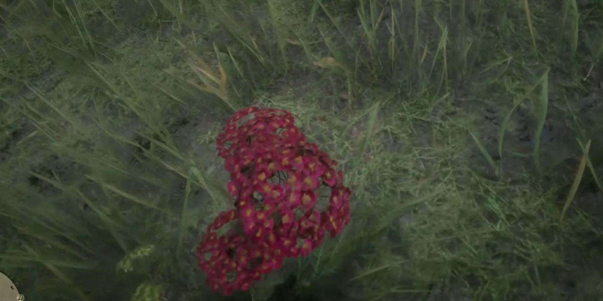 Red Dead Redemption 2 yarrow red flower growing in the wild